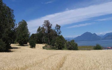 Lot # 1 Fundo Quehueño