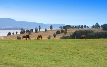 Lot # 2 Fundo Quehueño