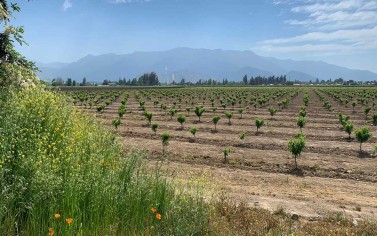 1049 – Fundo La Macarena