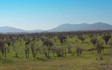 Fundo El Llano